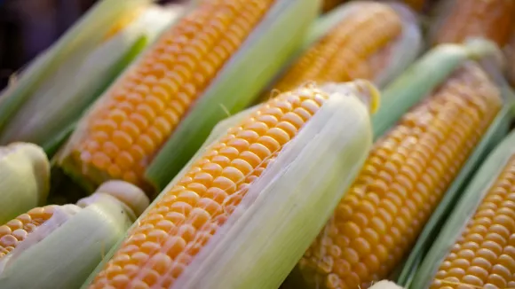 Καλαμπόκι Corn