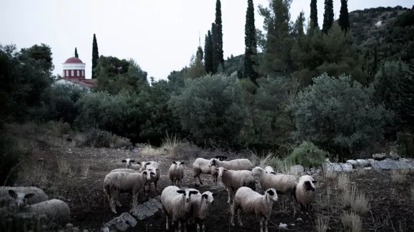 Ευλογιά αιγοπροβάτων: Συνελήθη οδηγός που μετέφερε παράνομα 200 πρόβατα