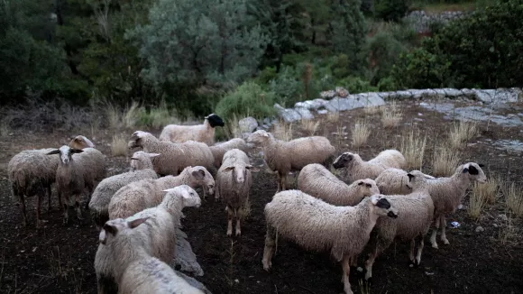 Ανησυχία για τη διακίνηση παράνομων εμβολίων κατά της ευλογιάς των αιγοπροβάτων