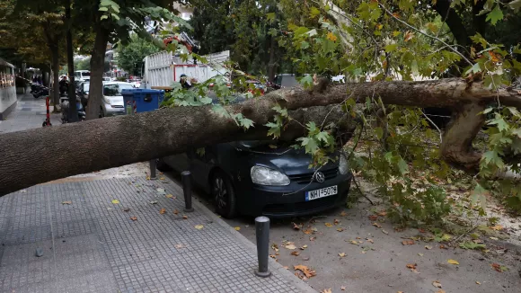 πτώση δέντρου στην Τούμπα, στη Θεσσαλονίκη