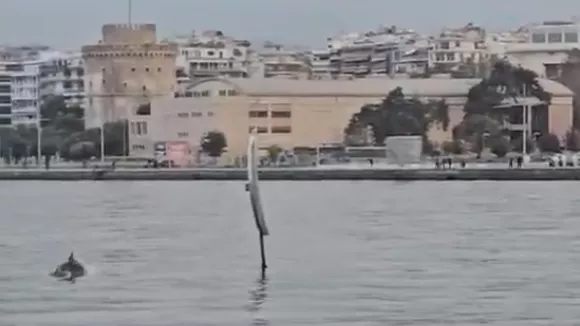 Θεσσαλονίκη: Εμφανίστηκαν δελφίνια στον Θερμαϊκό (βίντεο)