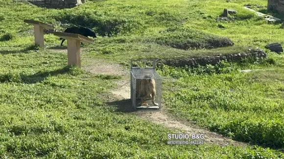 Άργος: Σε κρίσιμη κατάσταση 17χρονη - Της επιτέθηκε αγέλη σκύλων