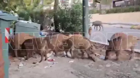 Αγριογούρουνα