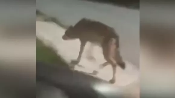 Λύκος στην Πετρούπολη