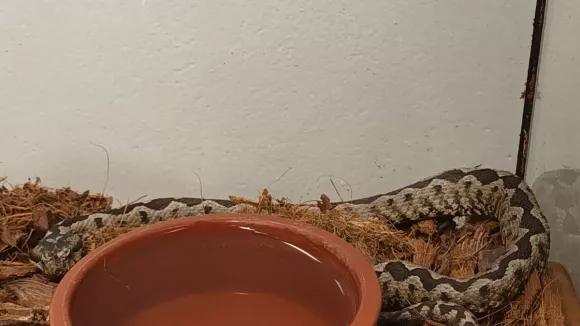 Συναγερμός στο Μαρούσι: Εντοπίστηκε οχιά σε κτίριο