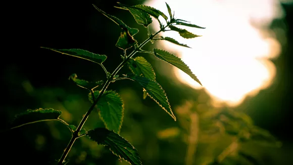 Βότανα - Herbals