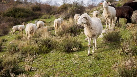 Αιγοπρόβατα και πρόβατα