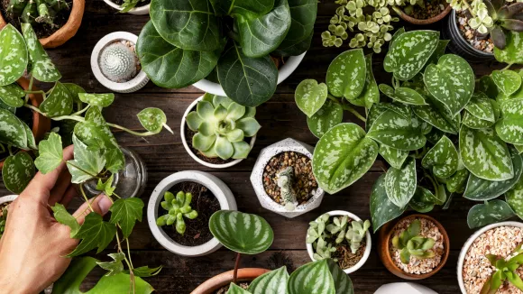 Το μεγαλύτερο λάθος που καταστρέφει τα φυτά σε λίγες μέρες