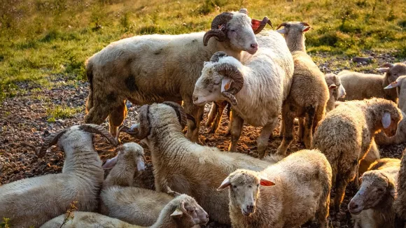 Αιγοπρόβατα και πρόβατα