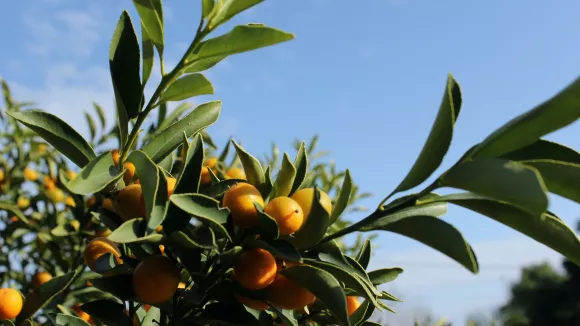 πορτοκάλια