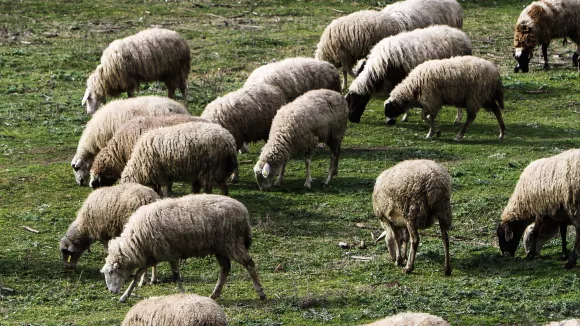 Ευλογιά των αιγοπροβάτων