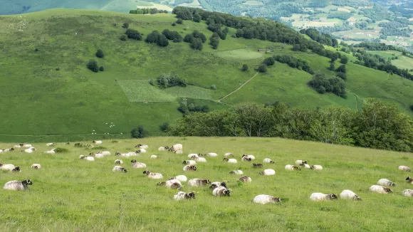 Ευλογιά των αιγοπροβάτων