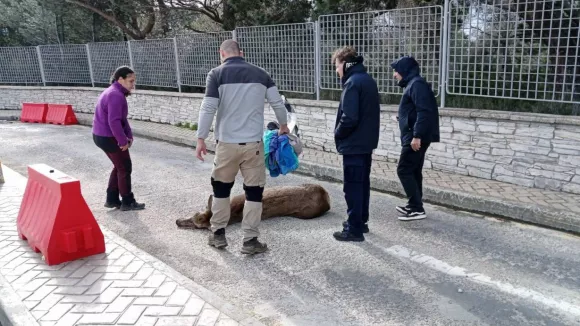 Ελαφίνα - Πάρνηθα