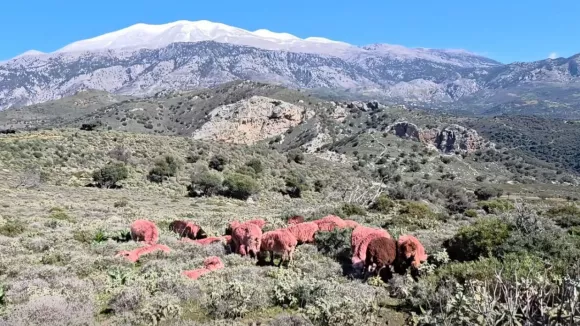 Κόκκινα πρόβατα - Κρήτη