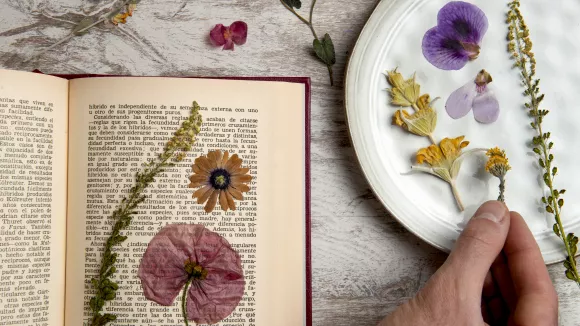 Τι σημαίνει η λέξη «ντερλίκωμα»