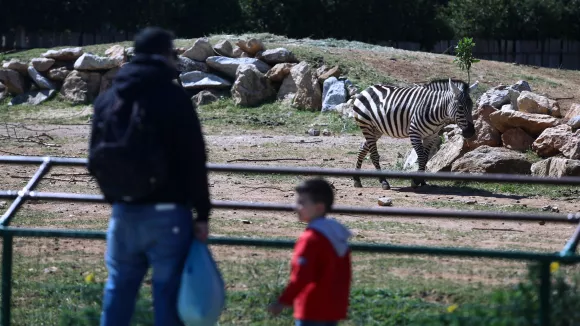 «Φρένο» για τις σχολικές εκδρομές σε ζωολογικά πάρκα - Τι συζήτησε το υπουργείο Παιδείας