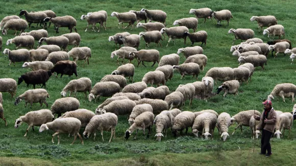 Αφθώδης πυρετός: Σχέδιο έκτακτης ανάγκης στη Λέσβο στη Λέσβο - «Παραλύει» η αγορά