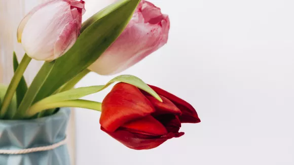 Το λάθος που κάνει τα λουλούδια να μαραίνονται γρήγορα