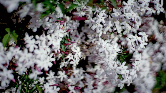 Μυρωδιά - Λουλούδια