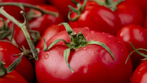 Έτσι καταστρέφεις τη γεύση της ντομάτας σε δευτερόλεπτα