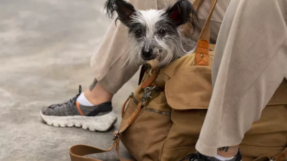 ΥΠΕΞ: Επιστρέφει σήμερα από Άμπου Ντάμπι η πτήση επαναπατρισμού με τα κατοικίδια