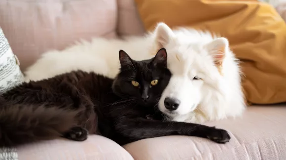 Τρίχες σκύλου και γάτας; Το απλό κόλπο που τις εξαφανίζει από τον καναπέ