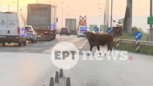 Aγελάδα που έτρεχε στην Εθνική Οδό στο ύψος της Σίδνου (βίντεο)