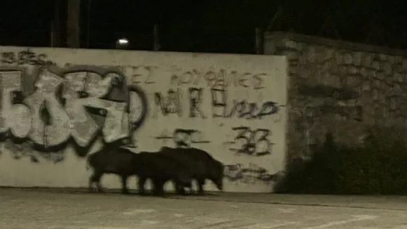 Αγριογούρουνα