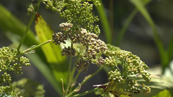 Φυτά και καρποί