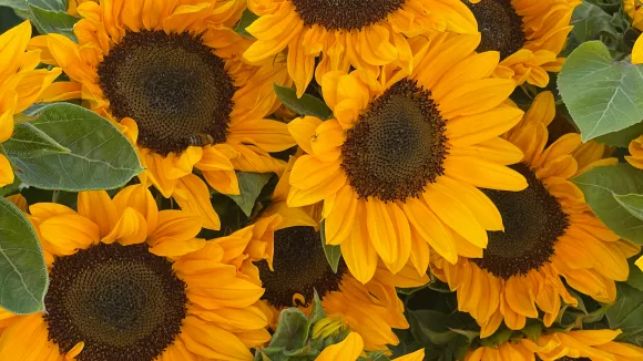 Ηλιοτρόπια