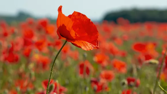 πρωτομαγιά