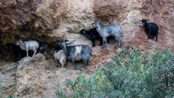 Περιφέρεια Βορείου Αιγαίου: Ξεκινά η καύση των κοπαδιών όπου εντοπίζεται κρούσμα αφθώδους πυρετού