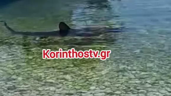 Καρχαρίας