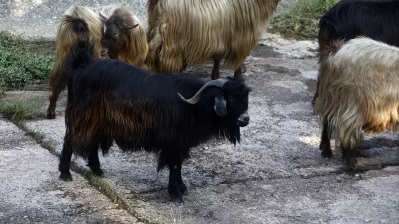 Ευλογιά αιγοπροβάτων στην Ηλεία: Νέα εστία μόλυνσης με 95 κρούσματα