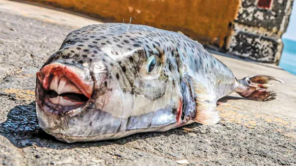 λαγοκέφαλος