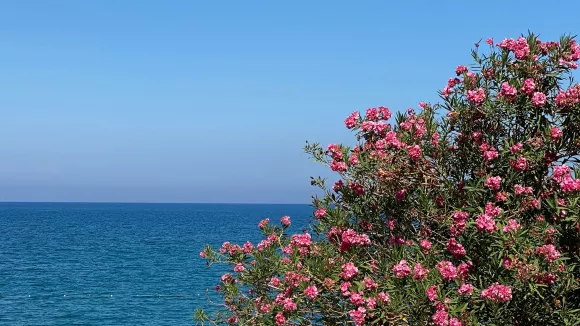 λουλούδια