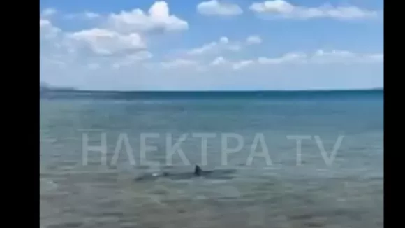 Κόρινθος: Εντοπίστηκε καρχαρίας σε θάλασσα - Βγήκε στα ρηχά (βίντεο)