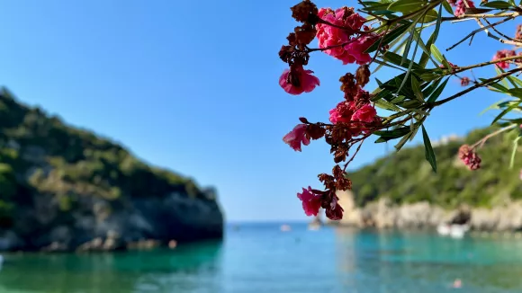 λουλούδια