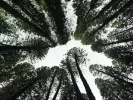 reforest
