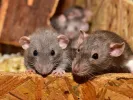 rats