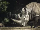 rinokeros2