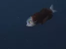 Σπάνιο ψάρι