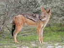tsakalia