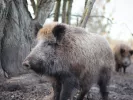 agriogourouna