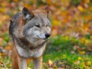 lykos