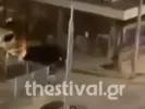 αλκης