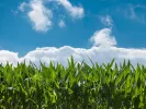 agrotikaaa