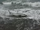 delfini