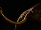 mammoth