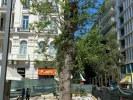 dentra_syntagma_lifo
